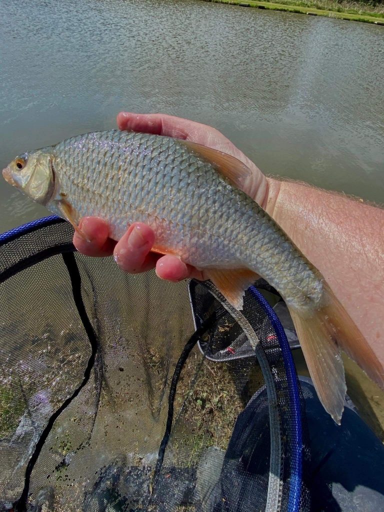 Springwater Fishery